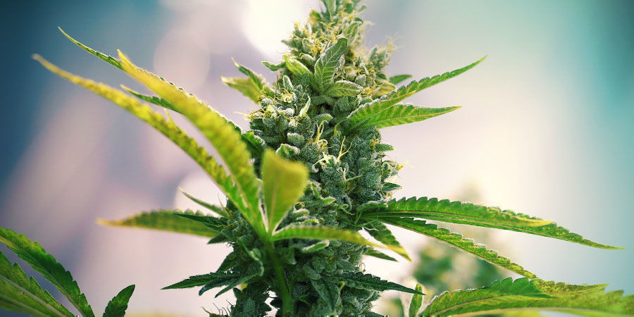 Marula (Earth Witch Seeds)