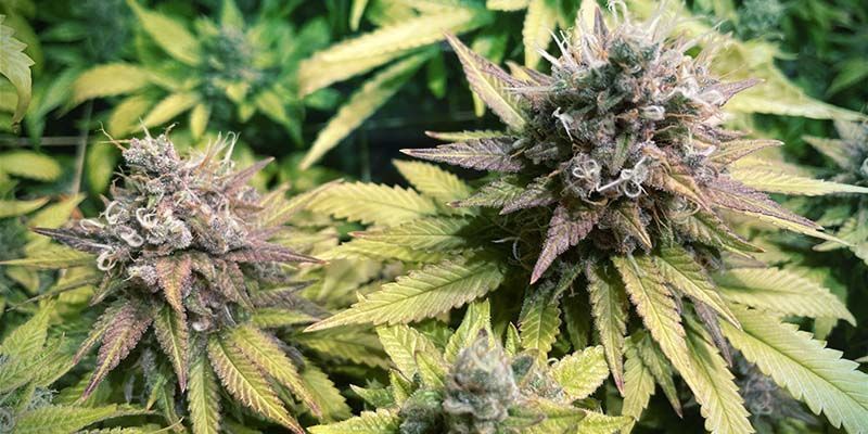 Gorilla Zkittlez (Feminizowane)