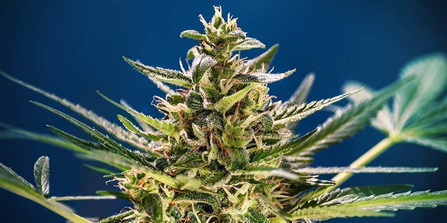 Wyróżnieni zwycięzcy Highlife Cup 2019 NOTABLE WINNERS Highlife Cup 2019