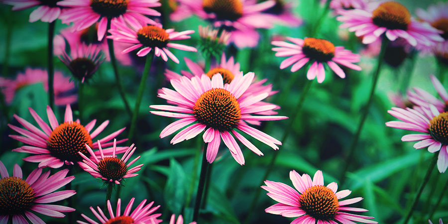 W ogrodzie W ogrodzie