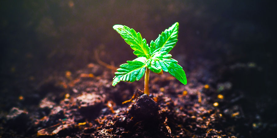 Istnieje więcej roślin Istnieje więcej roślin