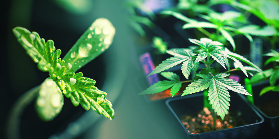 Wybierz najlepszy egzemplarz WYBIERZ NAJLEPSZY EGZEMPLARZ KONOPI