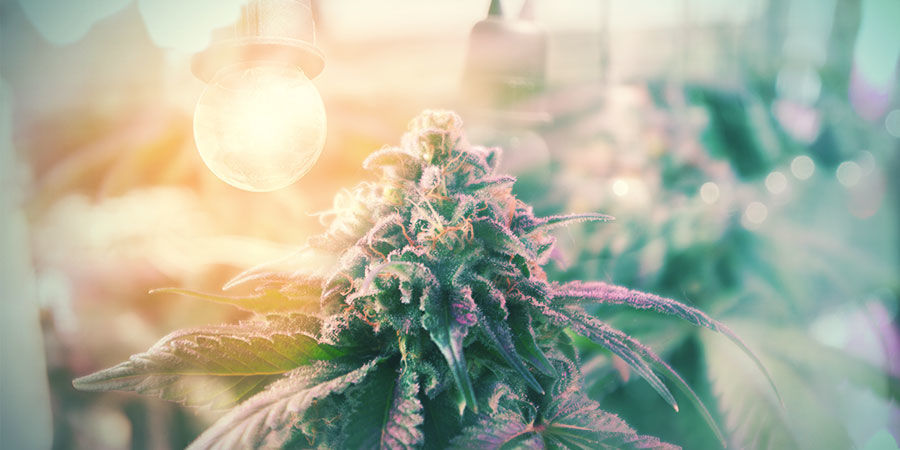 Jak przygotować bonsai roślinę matkę na sukces SET YOUR BONSAI CANNABIS MOTHER PLANT UP FOR SUCCESS