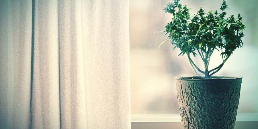 Jak zachować dobre geny marihuany, oszczędzając miejsce (i pieniądze) Keep Good Cannabis Genetics While Saving Space (And Money)