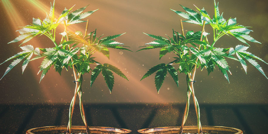 Keeping Your Bonsai Cannabis Mums Healthy KEEPING YOUR BONSAI CANNABIS MUMS HEALTHY