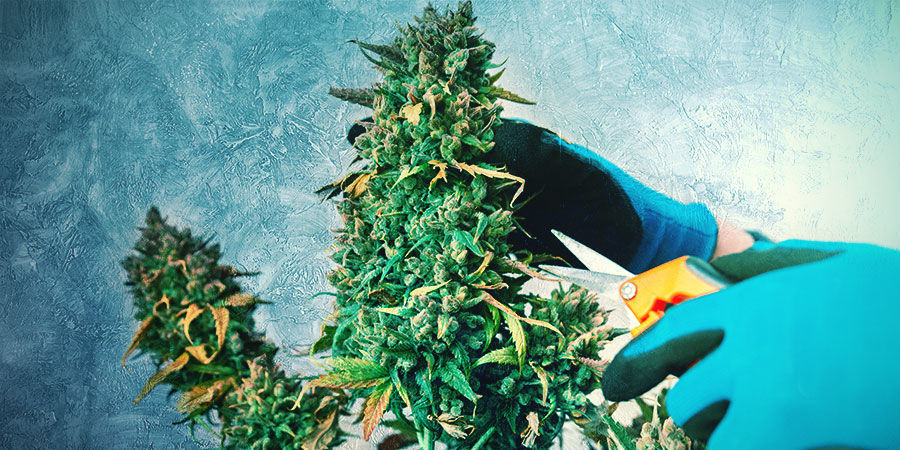 PRZYCINAJ I TRENUJ SWÓJ BONSAI Z KONOPI