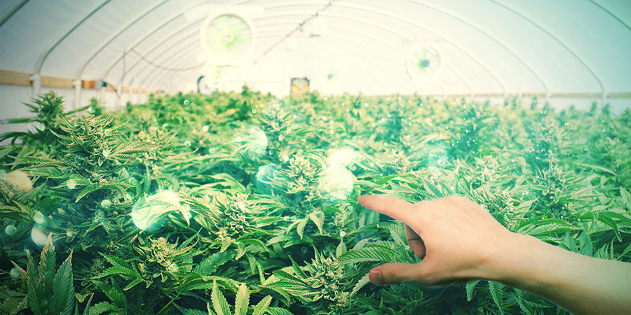 Jakie odmiany najlepiej nadają się na bonsai? KTÓRE ODMIANY MARIHUANY NAJLEPIEJ NADAJĄ SIĘ NA BONSAI?