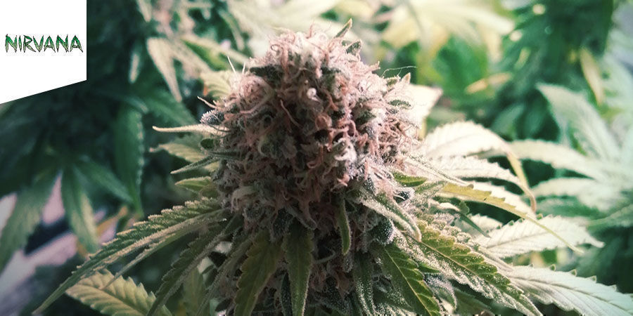 Papaya (Nirvana) Papaya (Nirvana)