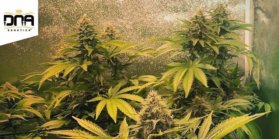 Sharksbreath (Grow Your Own Collection) Sharksbreath (Grow Your Own Collection)