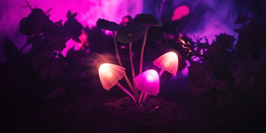 Magiczne grzyby uznawane są za stosunkowo bezpieczne Magic Mushrooms Are Deemed Relatively Safe