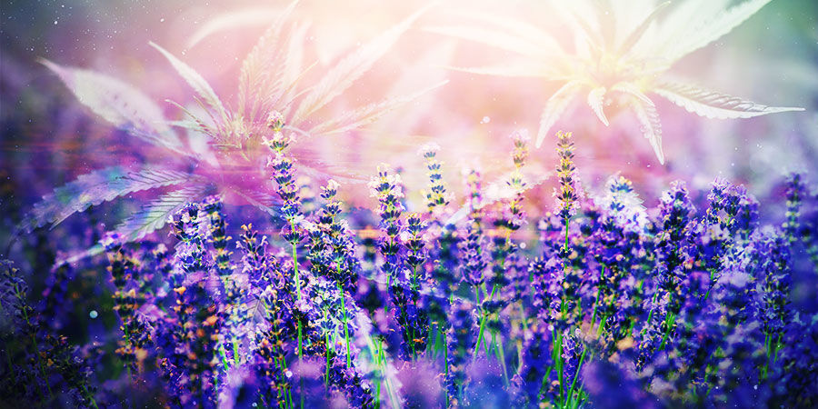 Marihuana i linalol: jakie możesz odnieść korzyści?