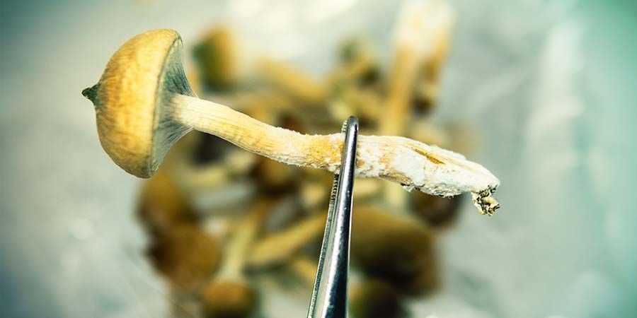 Czym są grzybki halucynki?