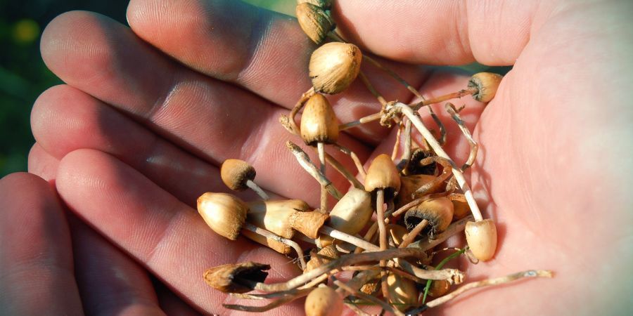 Jakie są efekty psylocybiny?