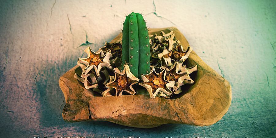 Większość alkaloidów meskaliny znajduje się w zewnętrznej skórce kaktusa