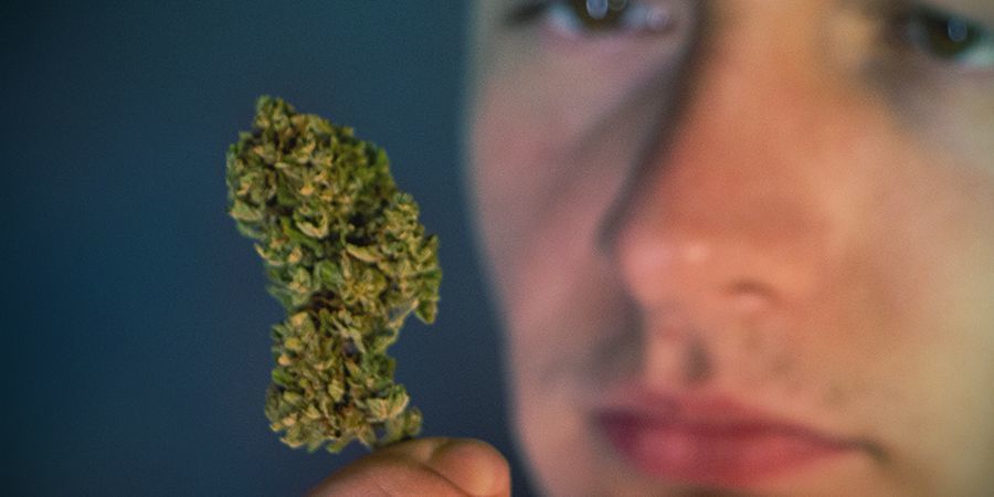 Rozpoznawanie starej marihuany