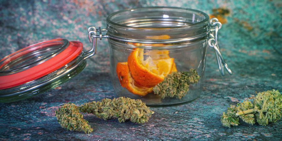 Odśwież swoją trawkę