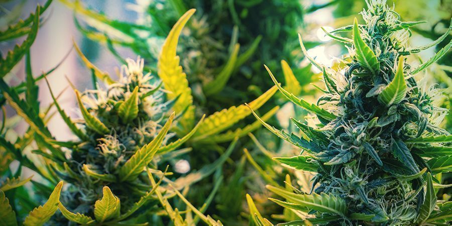 Październik = Croptober Październik = Croptober