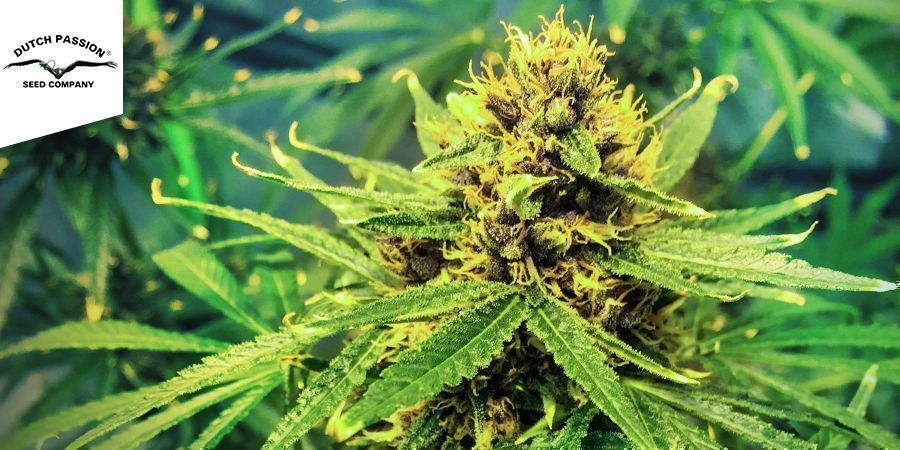 Durban Poison (Dutch Passion)