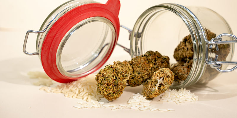 Jak wysuszyć mokrą marihuanę