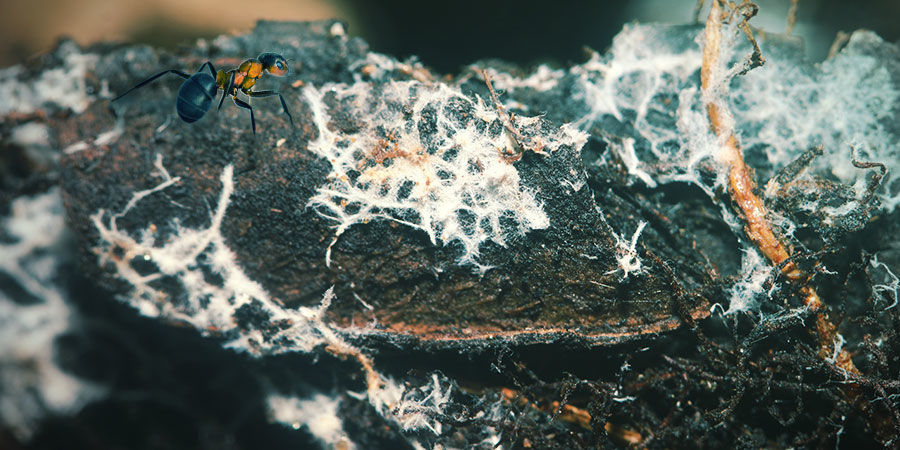 Czym są mikoryzy? WHAT ARE MYCORRHIZAE?