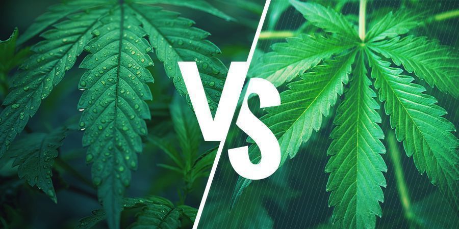 Indica vs sativa — jak wybrać odpowiednią odmianę do konopnych edibles