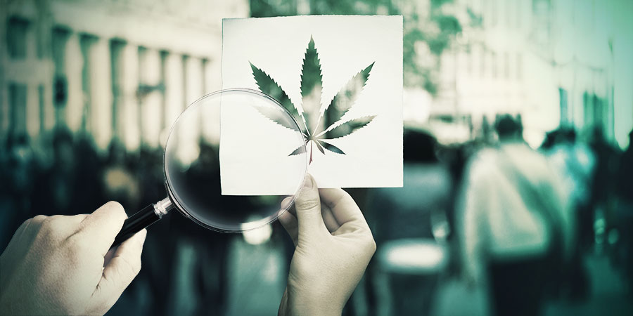 Połączenie morfologii indica i sativa: uprawa konopi Hokkaido POŁĄCZENIE MORFOLOGII INDICA I SATIVA: UPRAWA KONOPI HOKKAIDO