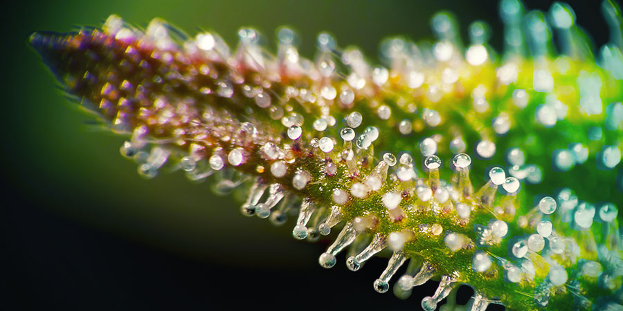 KANNABINOIDY: DZIAŁANIE KONOPI Z HOKKAIDO