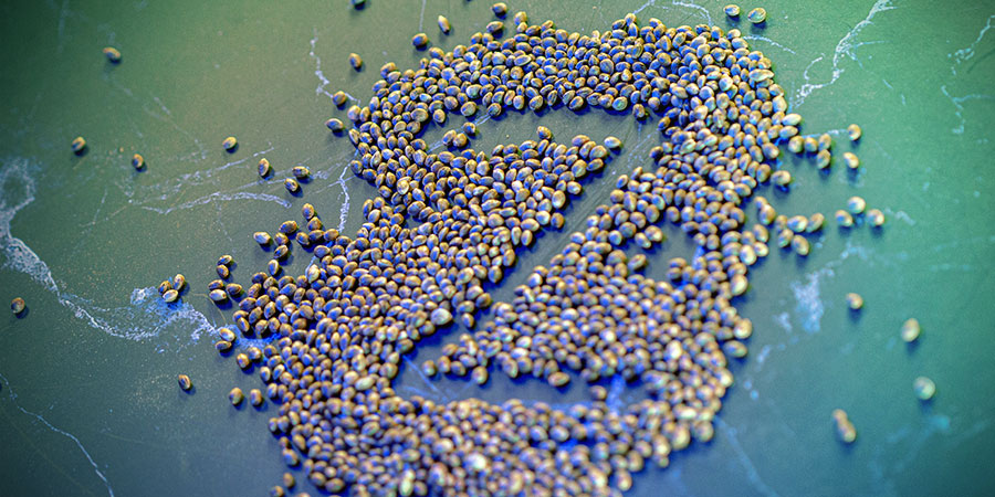 Hokkaido Hemp należy do Twojej kolekcji Hokkaido Hemp należy do Twojej kolekcji