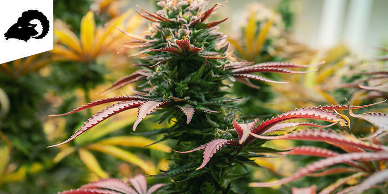 Baran (21 marca – 19 kwietnia)