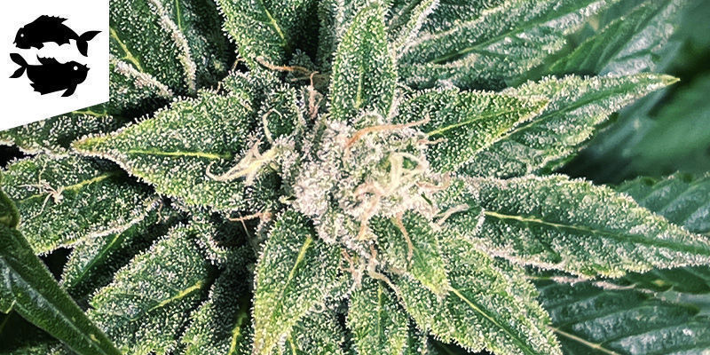 Ryby (19 lutego – 20 marca)