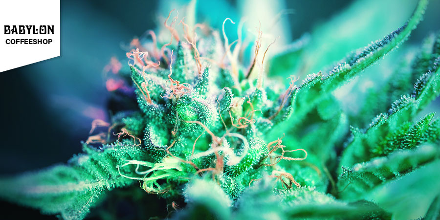 Babylon Coffeeshop Babylon Coffeeshop - najlepsze hybrydowe odmiany marihuany w Amsterdamie