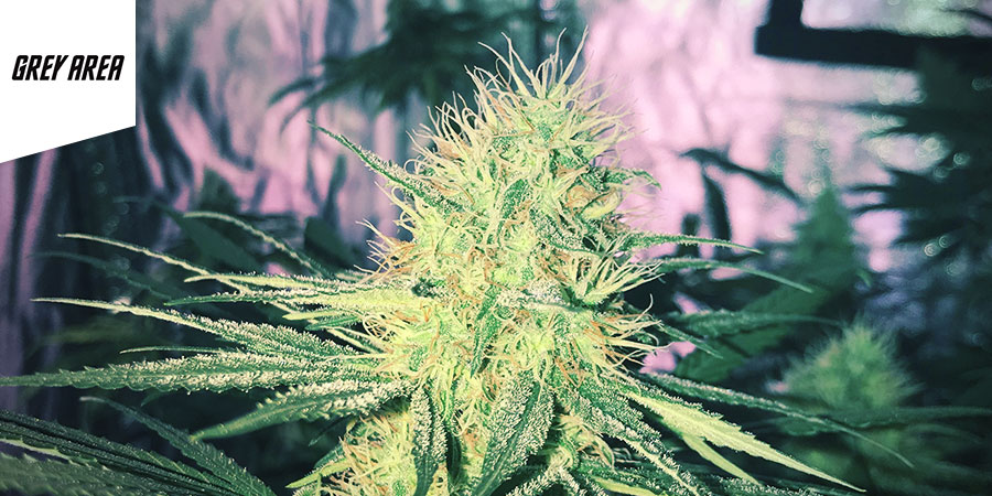 Grey Area Coffeeshop Grey Area Coffeeshop - najlepsze hybrydowe odmiany marihuany w Amsterdamie