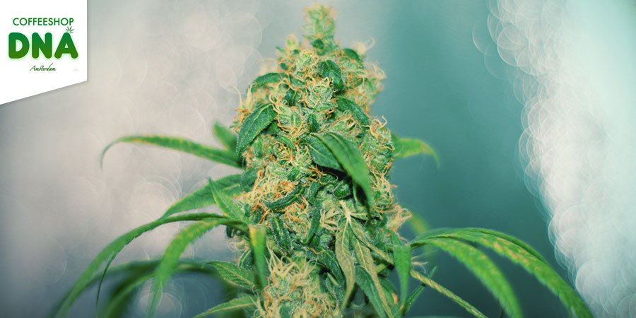 Coffeeshop DNA Coffeeshop DNA - najlepsze hybrydowe odmiany w Amsterdamie