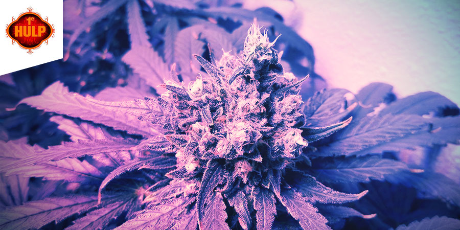 Coffeeshop 1e Hulp Coffeeshop 1e Hulp - najlepsze hybrydowe odmiany konopi w Amsterdamie