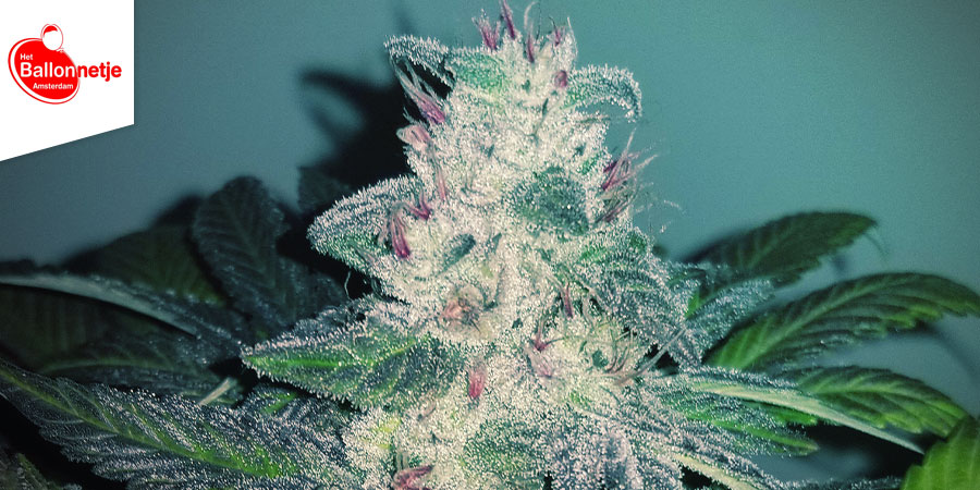Coffeeshop Het Ballonnetje Coffeeshop Het Ballonnetje - najlepsze hybrydowe odmiany marihuany w Amsterdamie