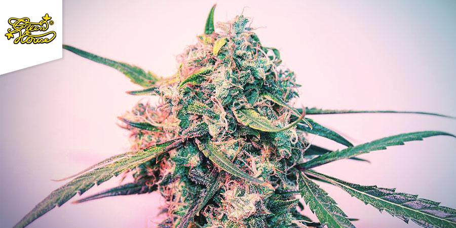 Green House Coffeeshop Green House Coffeeshop - najlepsze hybrydowe odmiany marihuany w Amsterdamie