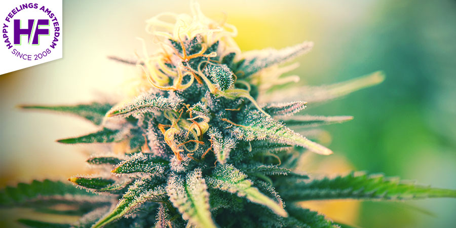 Coffeeshop Happy Feelings Coffeeshop Happy Feelings - najlepsze hybrydowe odmiany marihuany w Amsterdamie