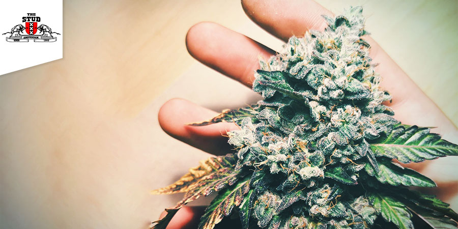 Coffeeshop The Stud Coffeeshop The Stud - najlepsze hybrydowe odmiany w Amsterdamie