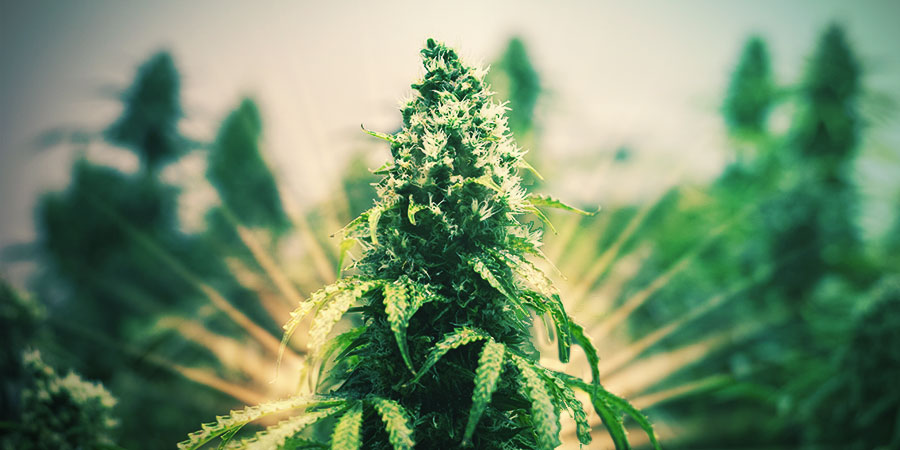 Moc hybrydowych kwiatów The Power Of Hybrid Flower