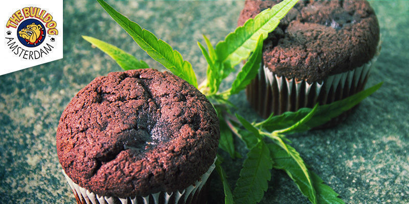The Bulldog Coffeeshop Amsterdam The Bulldog Coffeeshop Amsterdam - Cannabis Edibles
