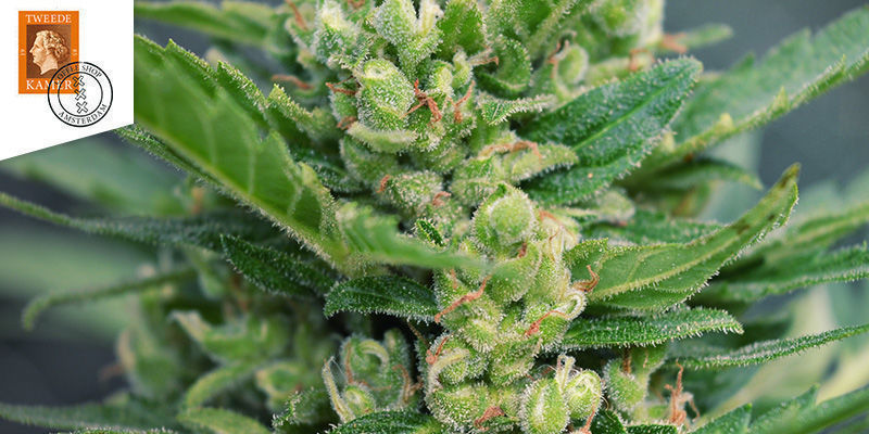 Coffeeshop Tweede Kamer w Amsterdamie Najlepsze sativy: coffeeshop Tweede Kamer w Amsterdamie