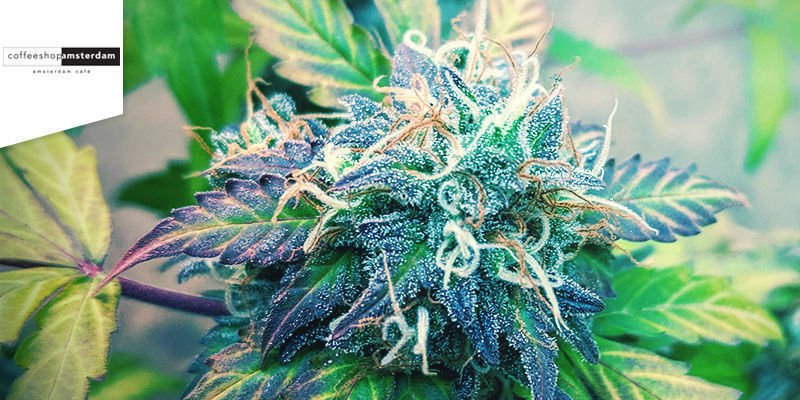 Coffeeshop Amsterdam Najlepsza sativa: Coffeeshop Amsterdam