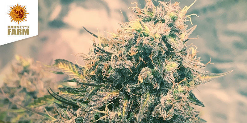 Coffeeshop Barney's w Amsterdamie Najlepsze sativy: coffeeshop Barney's w Amsterdamie