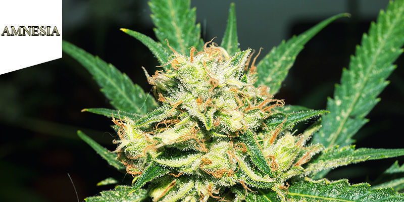 Coffeeshop Amnesia Amsterdam Najlepsze sativy: Coffeeshop Amnesia Amsterdam