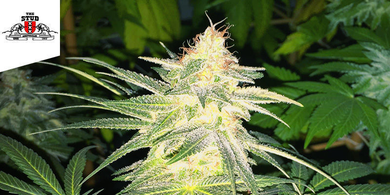 Coffeeshop The Stud w Amsterdamie Najlepsza sativa: coffeeshop The Stud w Amsterdamie