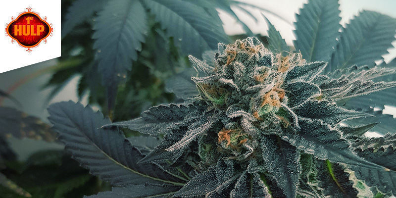 Coffeeshop 1e Hulp Amsterdam Najlepsza sativa: coffeeshop 1e Hulp Amsterdam