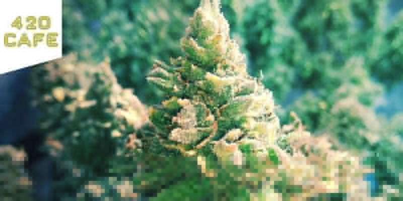 Coffeeshop 420 Cafe w Amsterdamie Najlepsza sativa: coffeeshop 420 Cafe w Amsterdamie