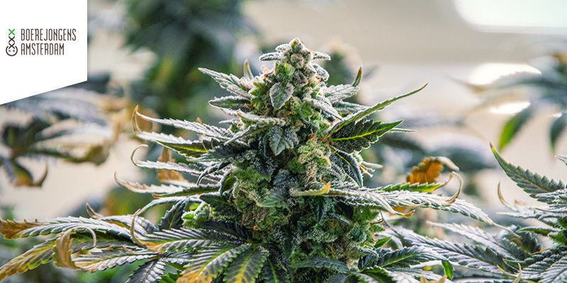 Coffeeshop Boerejongens w Amsterdamie Najlepsza sativa: coffeeshop Boerejongens Amsterdam