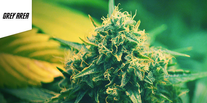 Coffeeshop Grey Area w Amsterdamie Najlepsza sativa: coffeeshop Grey Area w Amsterdamie