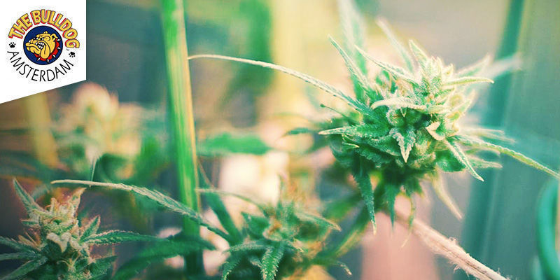 The Bulldog Coffeeshop Amsterdam Best Sativa Weed: The Bulldog Coffeeshop Amsterdam